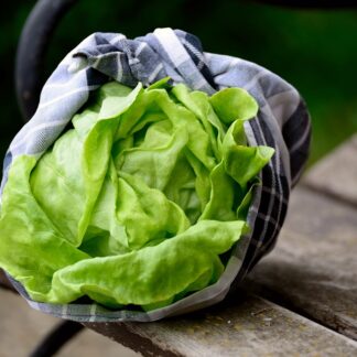 Kopfsalat frisch- 1 Stück