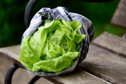 Kopfsalat frisch- 1 Stück