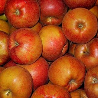 Boskoop Äpfel rot säuerlich 10 kg