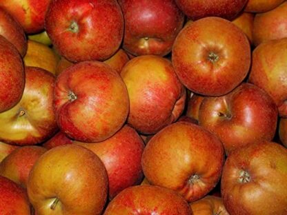 Boskoop Äpfel rot säuerlich 10 kg
