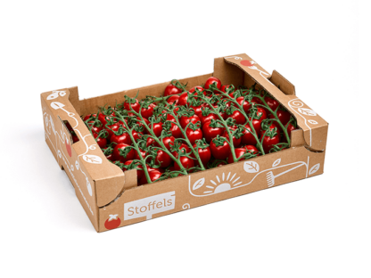Strauchtomaten Tasty-Tom 3 kg