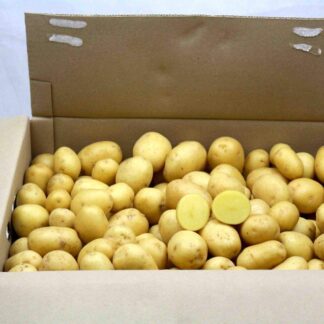 Kartoffeln Drillinge 10 kg