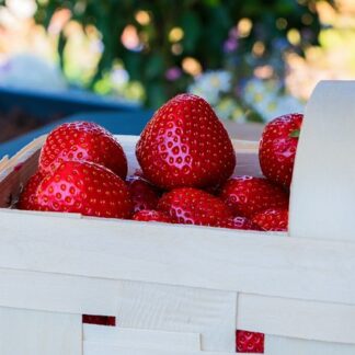 Erdbeeren frisch + süß  2 kg Korb