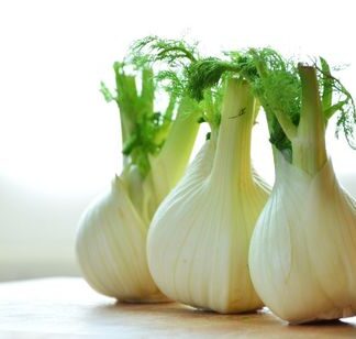 Fenchel frisch 5 kg
