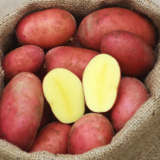 Kartoffeln rot 5 kg Netz