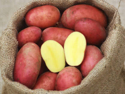 Kartoffeln rot 25 kg Sack