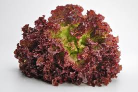 Lollo Roso Salat rot frisch 1 Stück