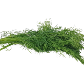 Dill Kräuter frisch 1 Bund