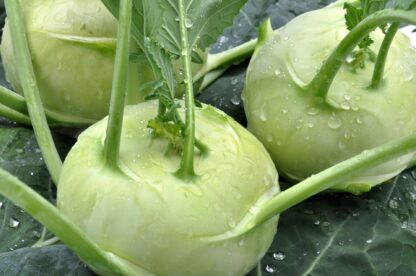Kohlrabi frisch 20 Stück