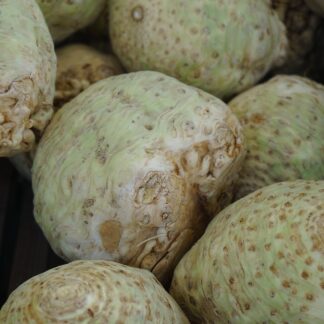 Sellerie frisch 1 Stück groß