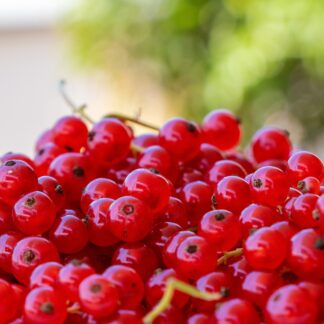 Johannisbeeren rot frisch 1 kg Schale