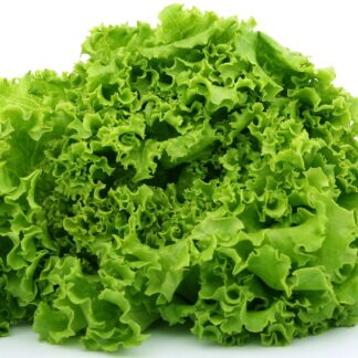 Lollo Roso Salat grün frisch 1 Stück