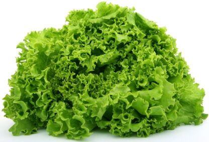 Lollo Roso Salat grün frisch 1 Stück