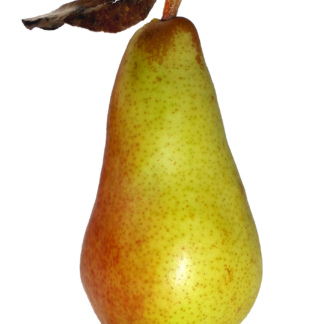 Birnen Abate süß 4 kg