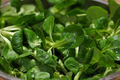 Feldsalat frisch 8 x 150 g Schalen
