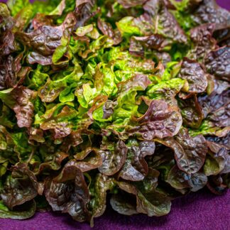 Eichblattsalat rot frisch 1 Stück