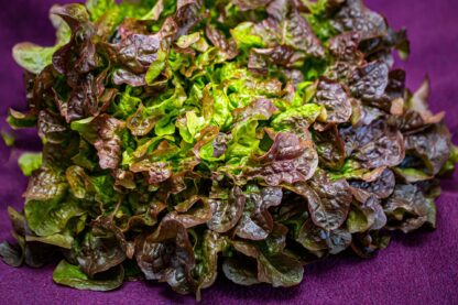 Eichblattsalat rot frisch 1 Stück