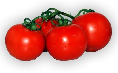 Strauchtomaten frisch 1 kg
